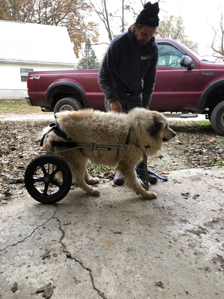 Pup the Great Pyrenees 